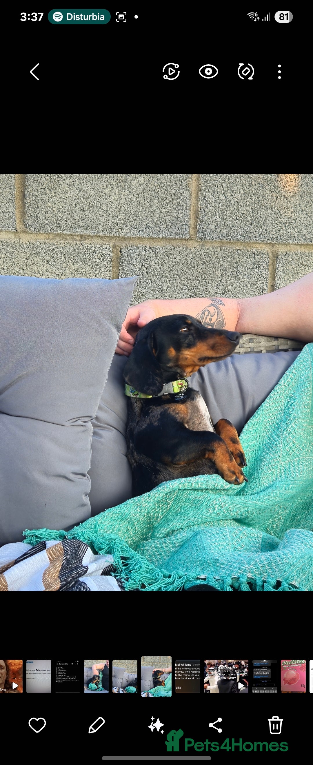 Dachshund dogs for sale: Our Precious Slinky - Image 2