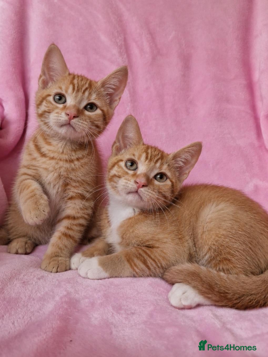 Mixed Breed cats Cute kittens  - Advert 15
