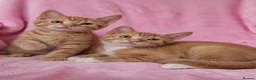 Mixed Breed cats for sale: Cute kittens  - Advert 1