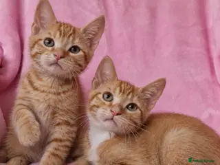 Mixed Breed cats Cute kittens - Advert 15