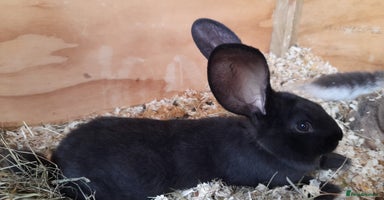 Continental Giant rabbits - Advert 8
