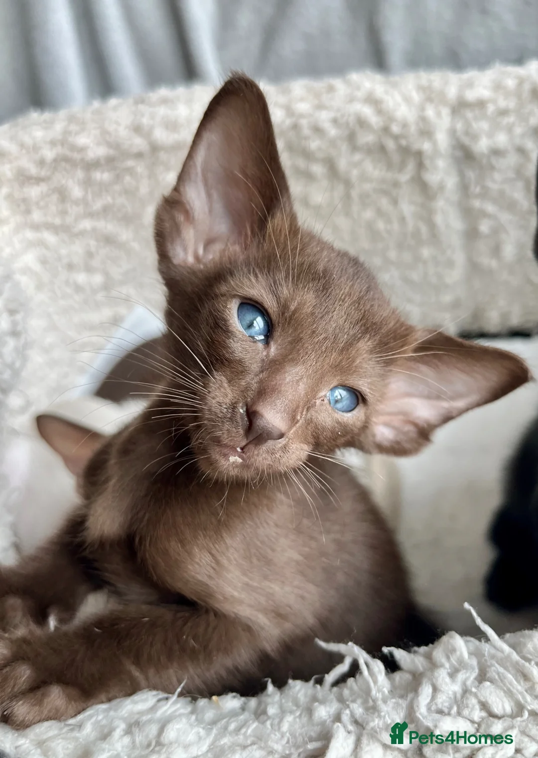 Oriental cats for sale: Full pedigree GCCF registered oriental kittens - Advert 1