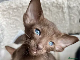 Oriental cats Full pedigree GCCF registered oriental kittens - Advert 3