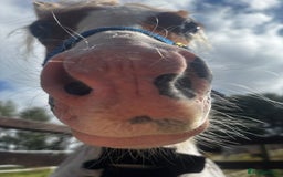 Welsh Section A horses for sale: Teddy 18 month sec a  - Image 13