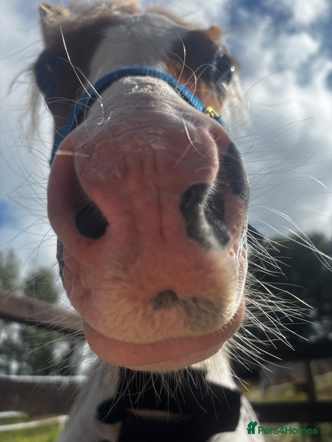 Welsh Section A horses for sale: Teddy 18 month sec a  - Image 13