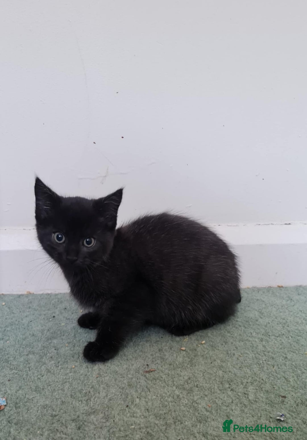 Domestic Shorthair cats for sale: 2 boys with mum - Image 5