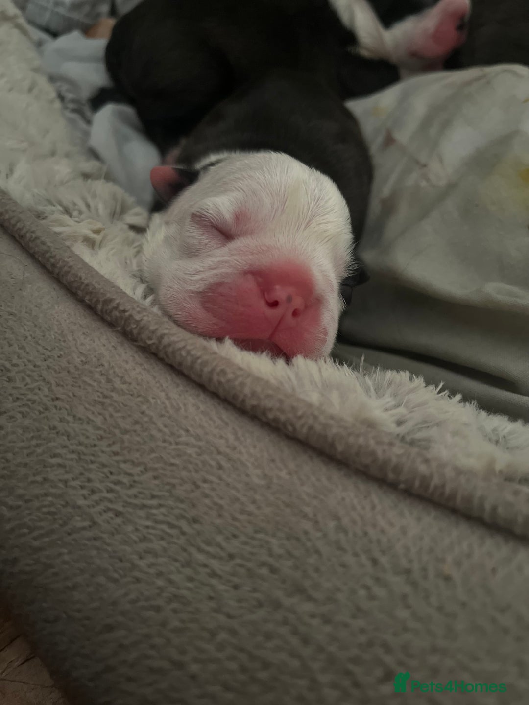 Boston Terrier dogs for sale: Outstanding Boston puppies  - Image 2