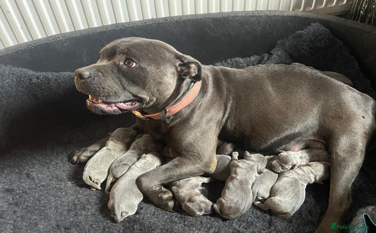 Staffordshire Bull Terrier dogs - Advert 2