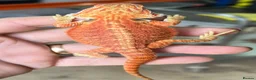 Bearded Dragon reptiles for sale: Red hypo trans Genetic Stripe Bearded Dragons - Advert 1