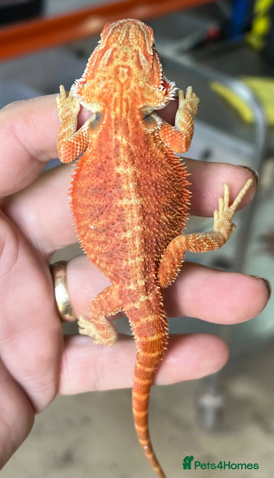 Bearded Dragon reptiles for sale: Red hypo trans Genetic Stripe Bearded Dragons - Advert 1