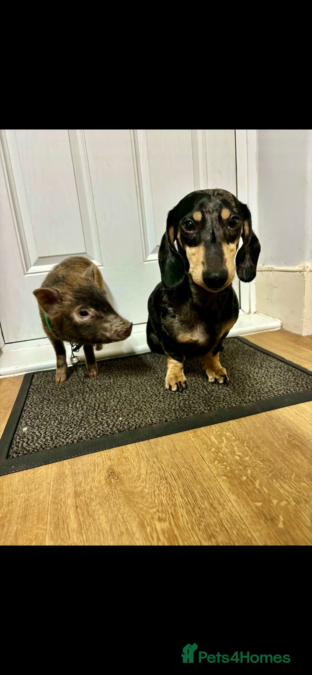 Pig livestock for sale: Real life miniture Richard ham micro pig  - Advert 14