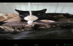 Mixed Breed cats for sale: Tabby Kittens - Image 3