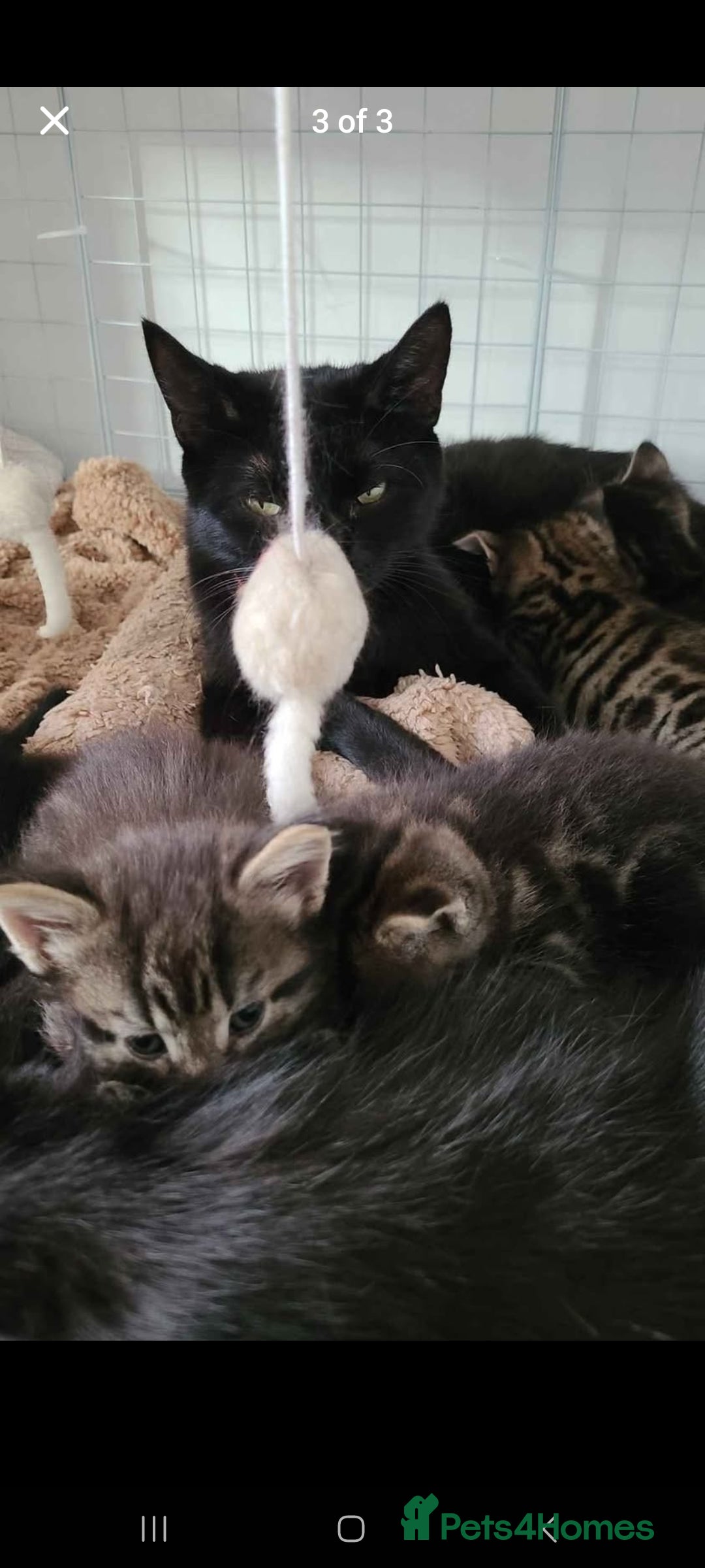 Mixed Breed cats for sale: Tabby Kittens - Image 3