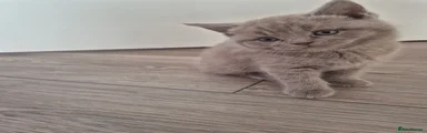 British Shorthair Kitten 5