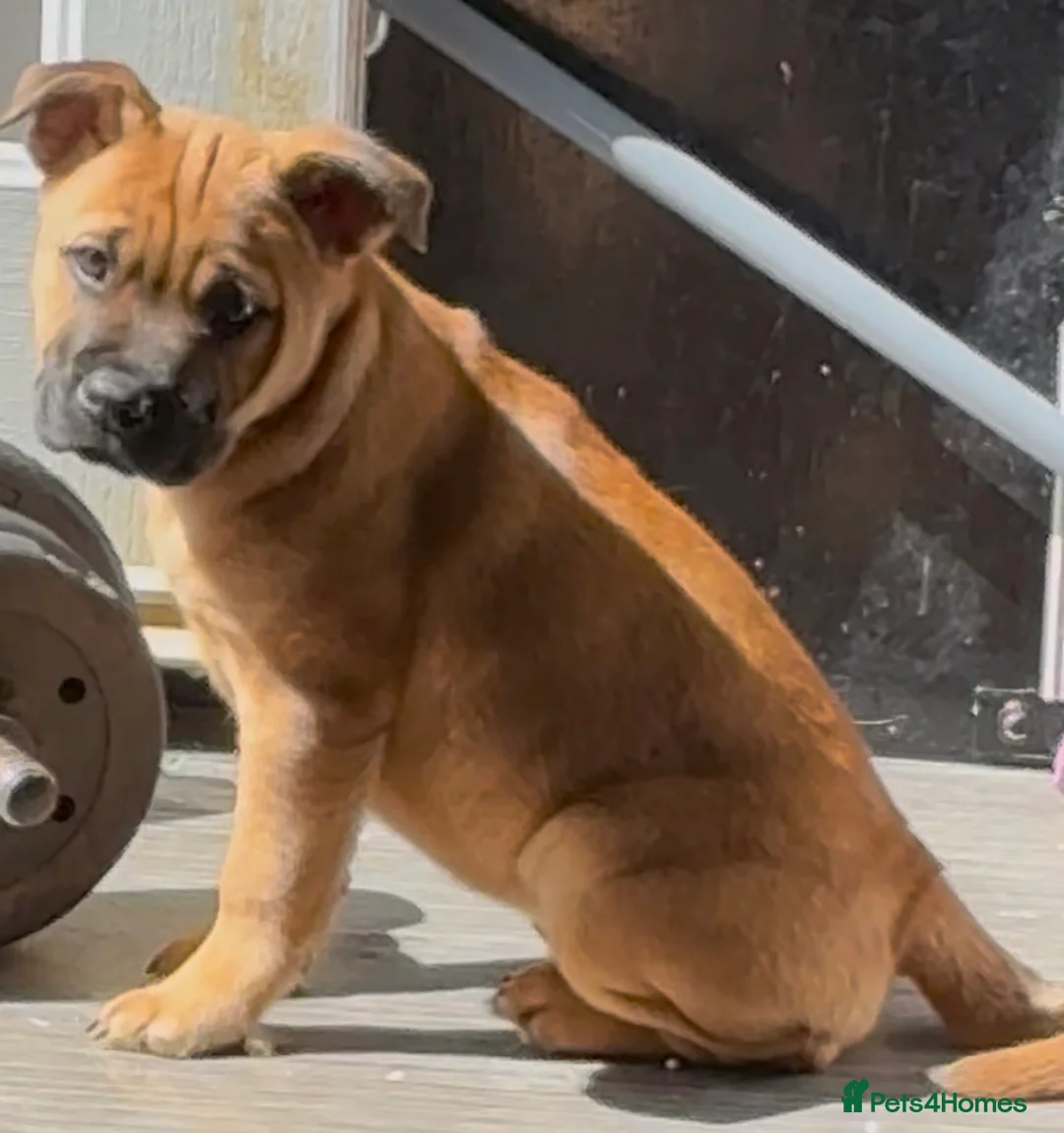 Mixed Breed dogs for sale: Staffy cross chow chow  - Advert 2