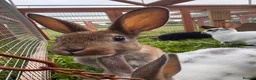 Rex rabbits for sale: Baby Pedigree mini Rex - vaccinated  - Advert 2