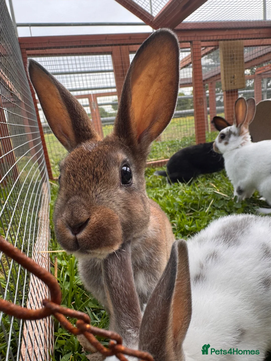 Rex rabbits for sale: Baby Pedigree mini Rex - vaccinated  - Advert 2