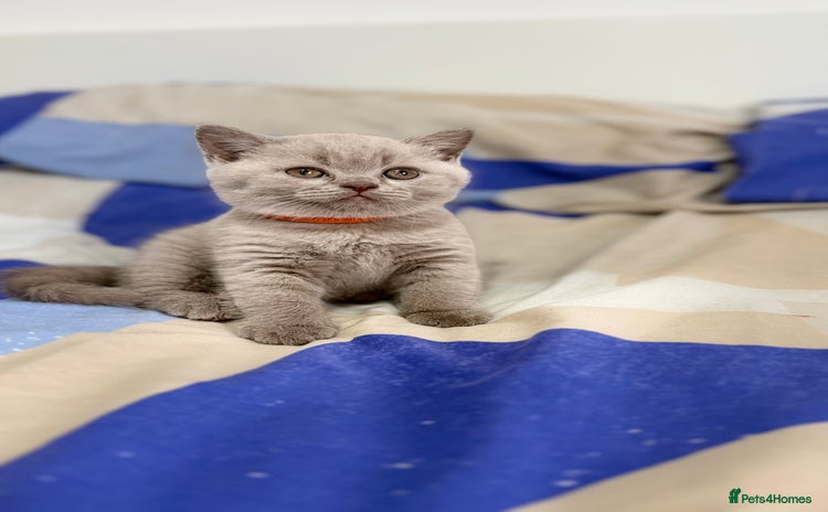 British Shorthair cats - Advert 1