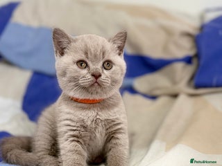 British Shorthair cats - Advert 3