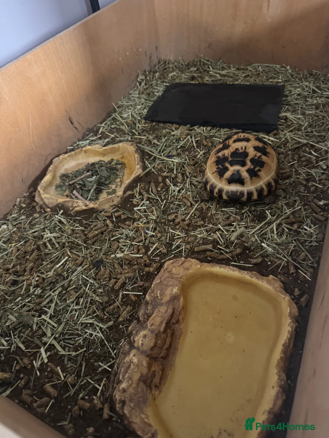 Tortoise reptiles for sale: 2 years old tortoise in Leicester - Advert 1