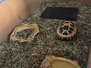 Tortoise reptiles 2 years old tortoise - Advert 11