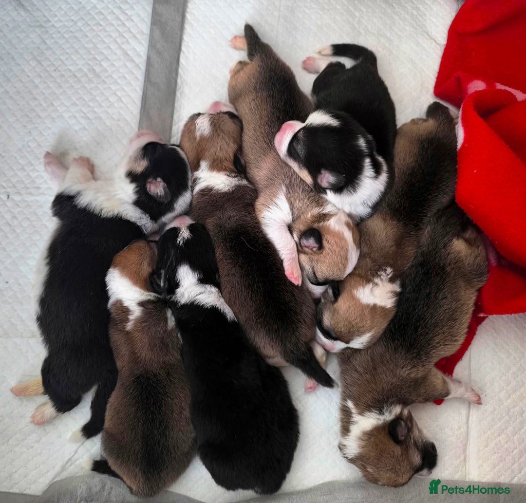Welsh Corgi Pembroke dogs for sale: Stunning Welsh Pembroke Corgi pups KC registered - Image 1