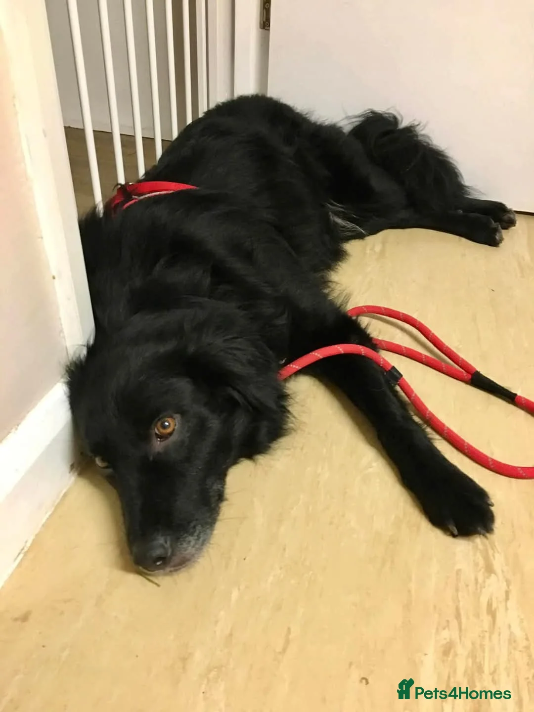 Mixed Breed dogs for adoption: Meet Hera, currently residing in Middlesex  in West Drayton - Advert 6