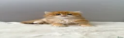 British Longhair cats for sale: Champion lines Golden British Longhairs - Advert 18