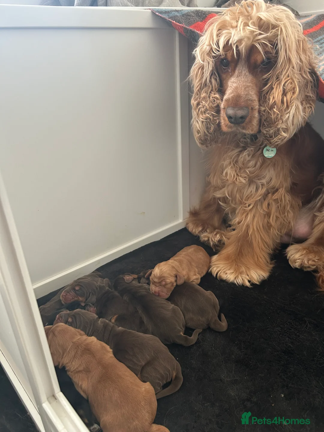 Cocker Spaniel dogs for sale: KC reg Show Cocker Spaniel Puppies in Rhyl - Advert 2