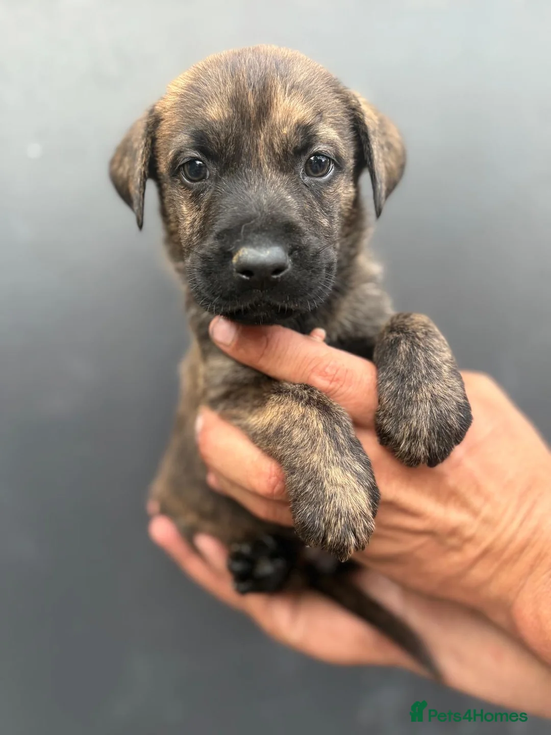 Labradoodle dogs for sale: REDUCED Stunning miniature labradoodle puppies - Advert 27
