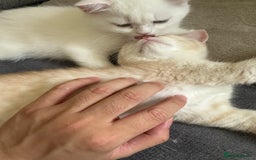 British Shorthair cats for sale: Stunning British Shorthair  - Image 18