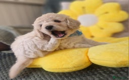 Mixed Breed dogs for sale: Maltipoo puppies  - Image 8