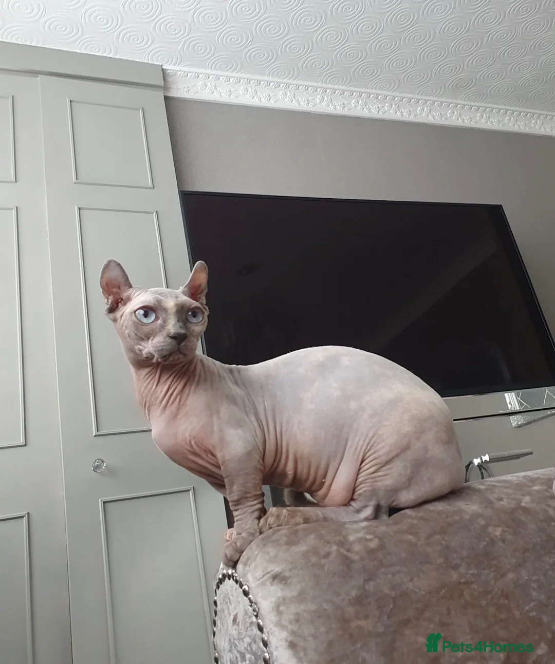 Sphynx cats for sale: Beauiful dwelf girl - Advert 2