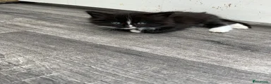 Black and white boy with white stripe 