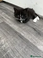 Black and white boy with white stripe