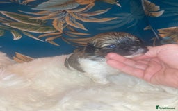 Shihpoo dogs for sale: Payment plans available Toy shihpoo puppies  - Image 13