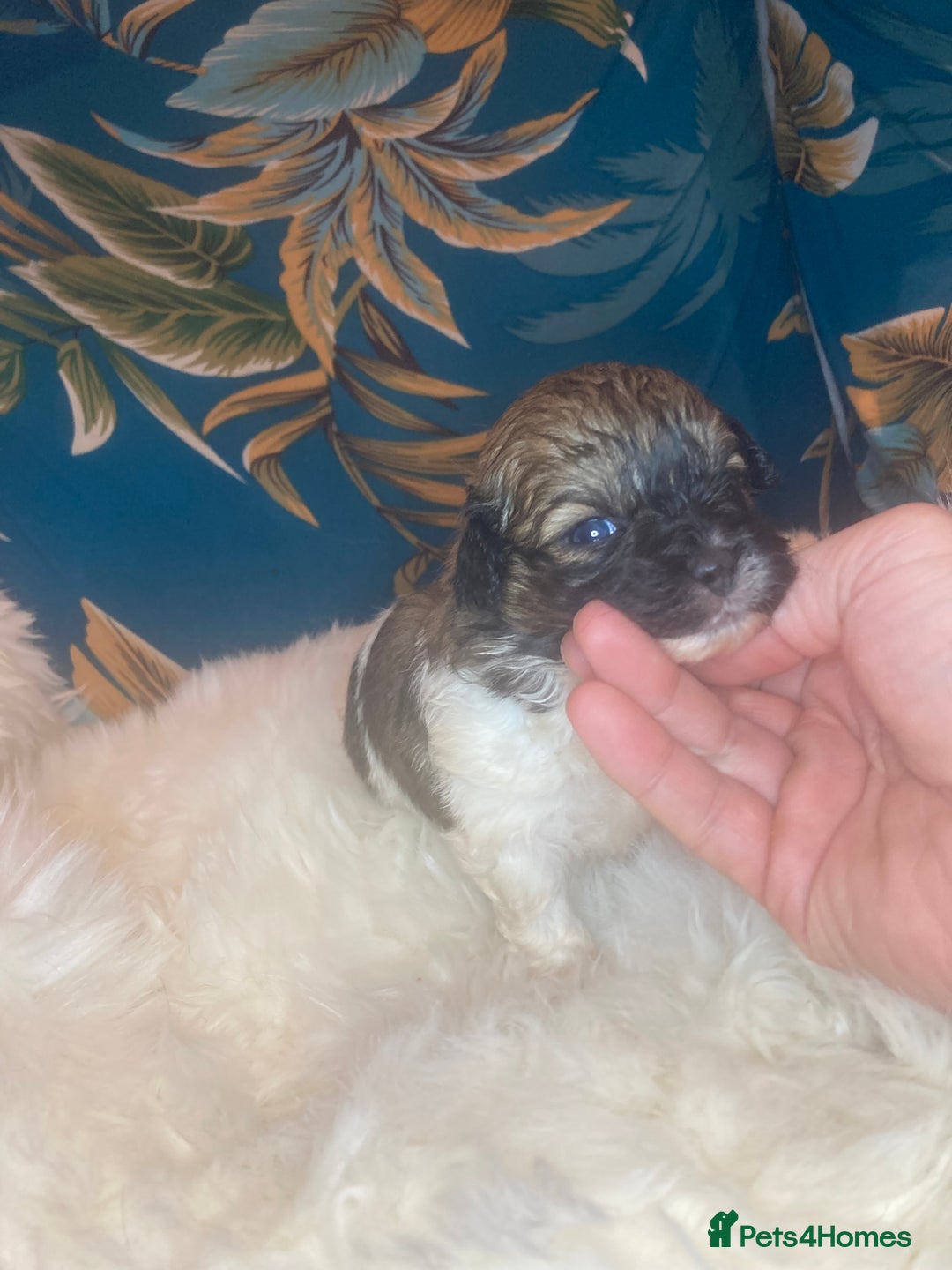 Shihpoo dogs for sale: Payment plans available Toy shihpoo puppies  - Image 13