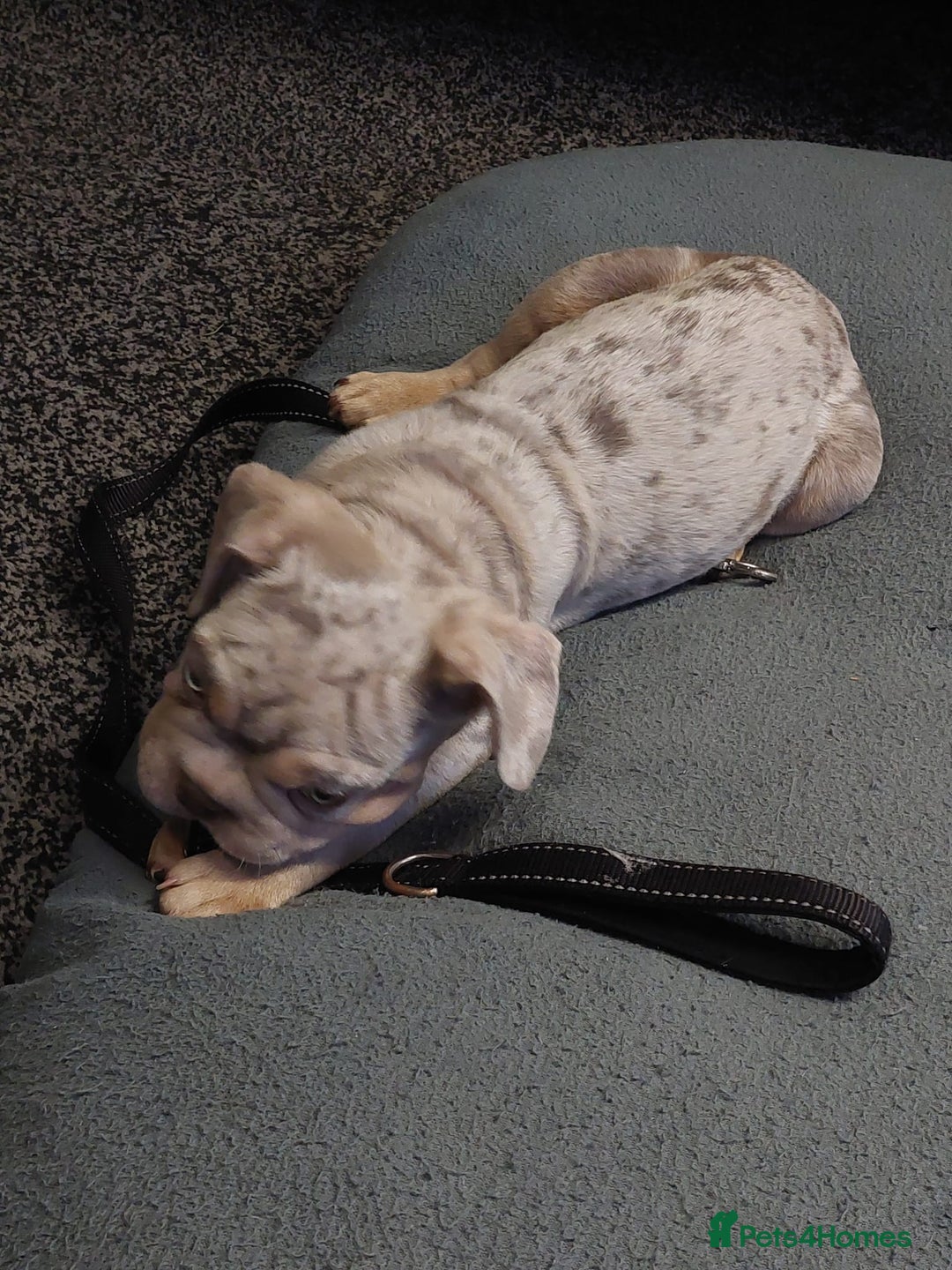 French Bulldog dogs for sale: Stunning boys  - Advert 7