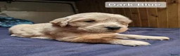 Golden Retriever dogs for sale: Stunning KC Golden Retriever Pups - Advert 3