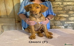 Rhodesian Ridgeback dogs for sale: LADYLIUWA KC REG. LITTER: LAST TWO PUPS FOR SALE in Grantham - Image 34