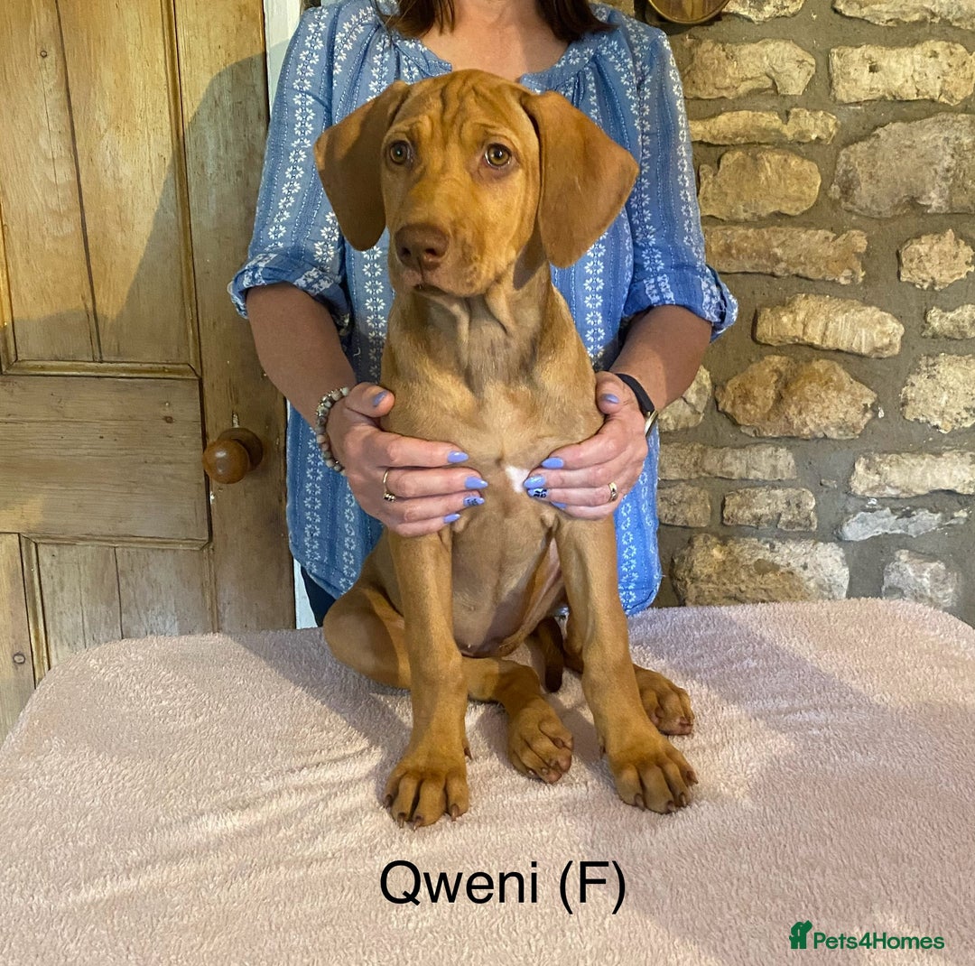 Rhodesian Ridgeback dogs for sale: LADYLIUWA KC REG. LITTER: LAST TWO PUPS FOR SALE in Grantham - Image 34