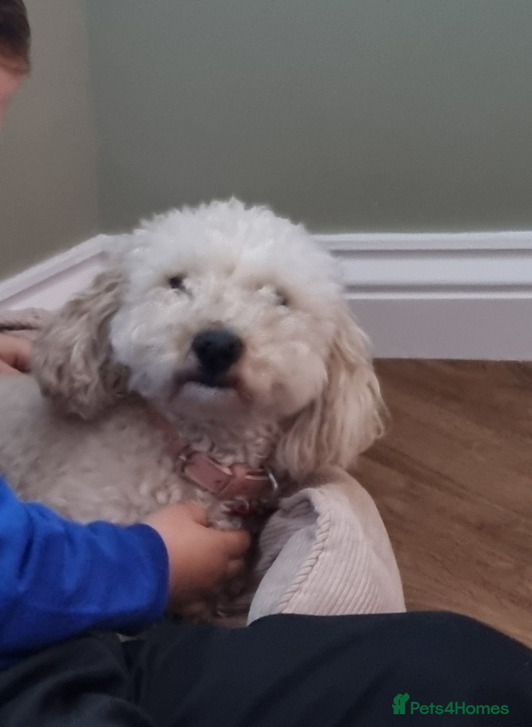 Cockapoo dogs for sale: Bella needs a new home - Advert 4