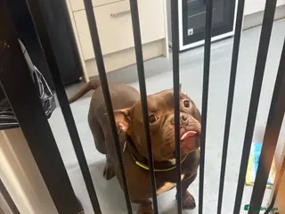 American Bully dogs * POCKET BULLY * - Advert 4