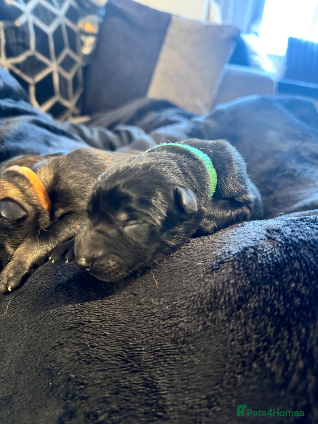 German Shepherd dogs for sale: 🧬Working Line German Shepherds, Full HealthTested - Advert 24