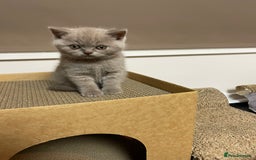 British Shorthair cats for sale: British Shorthair Kittens - Ready in 3 Weeks! - Image 12