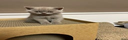 British Shorthair cats for sale: British Shorthair, Ready to be rehomed - Advert 28