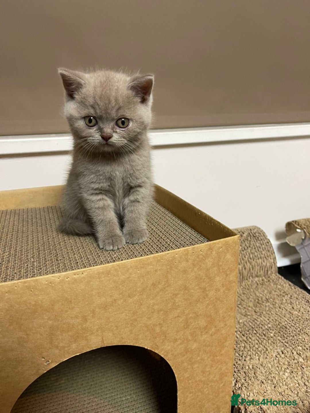 British Shorthair cats for sale: British Shorthair Kittens - Ready in 3 Weeks! - Image 12