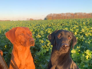 Labrador Retriever dogs in Malton - Advert 3