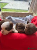 Pomeranian dogs - Advert 1