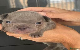 French Bulldog dogs for sale: Ready to leave on the 12th of September - Image 16